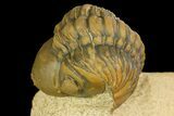 Partially Enrolled Reedops Trilobite - Atchana, Morocco #161452-1